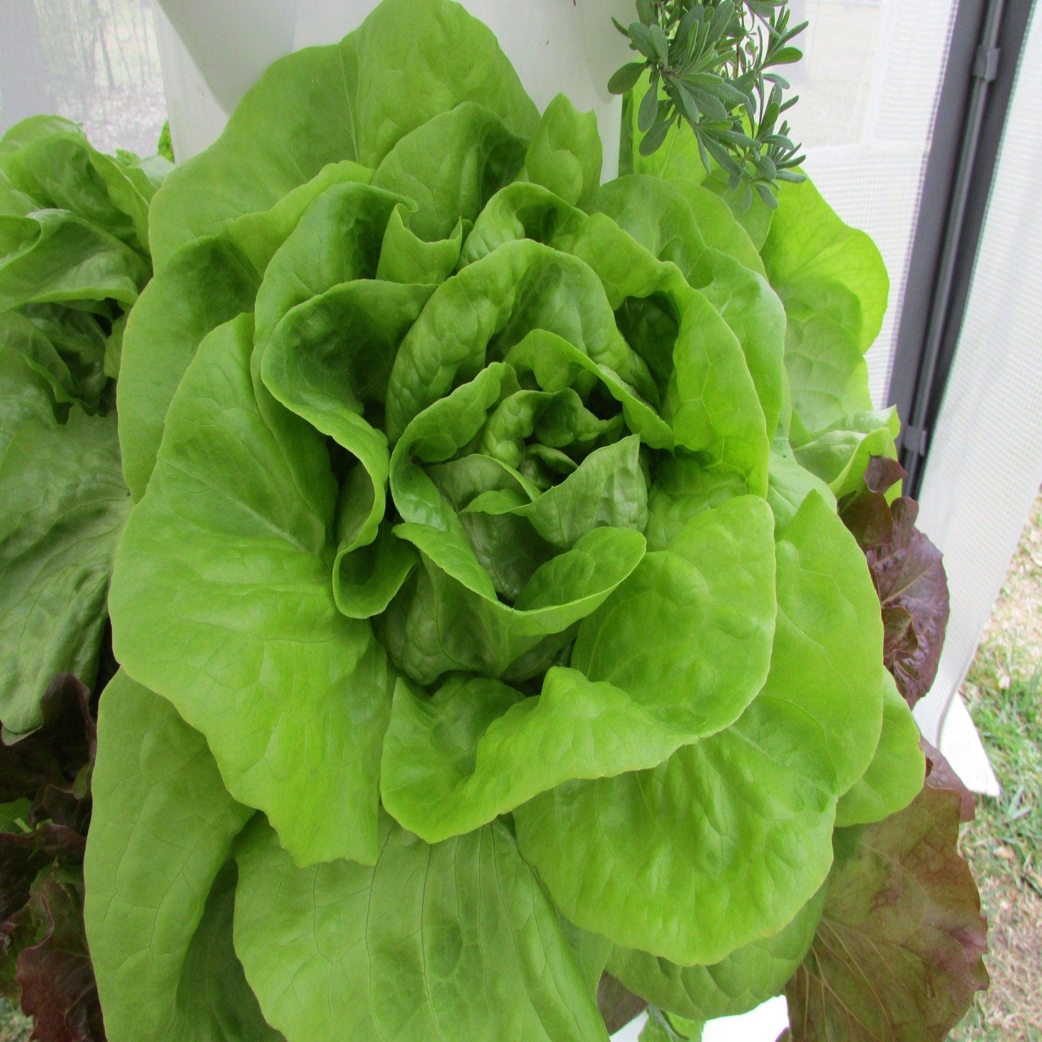 BIBB Lettuce- Heirloom, Non GMO Seeds