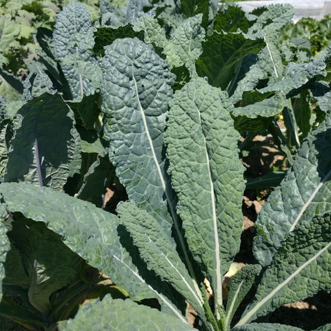 Dinosaur / Lacinato Kale - Heirloom, Non-GMO Seeds