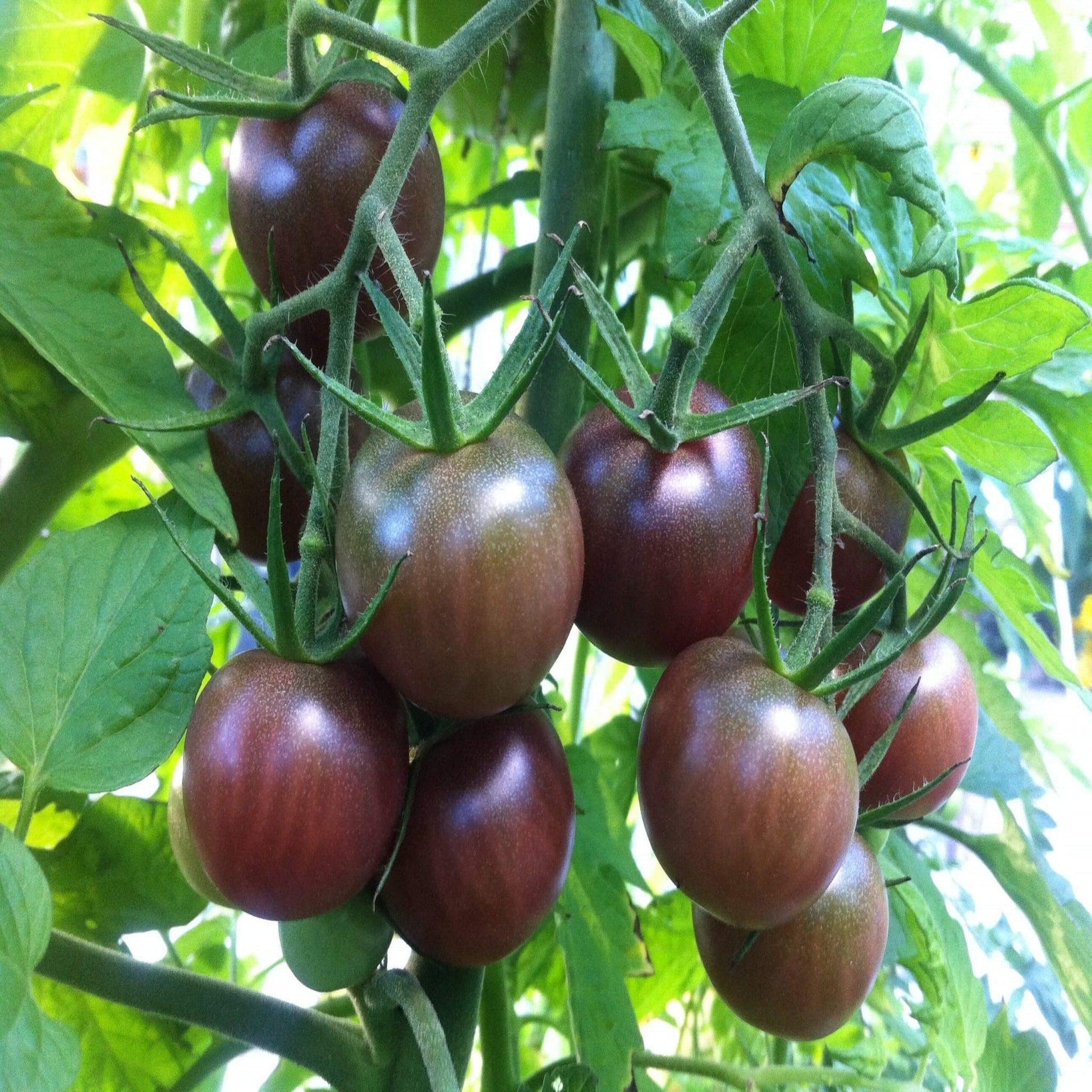 Black Cherry Tomatoes - Open Pollinated, Non-GMO Seeds