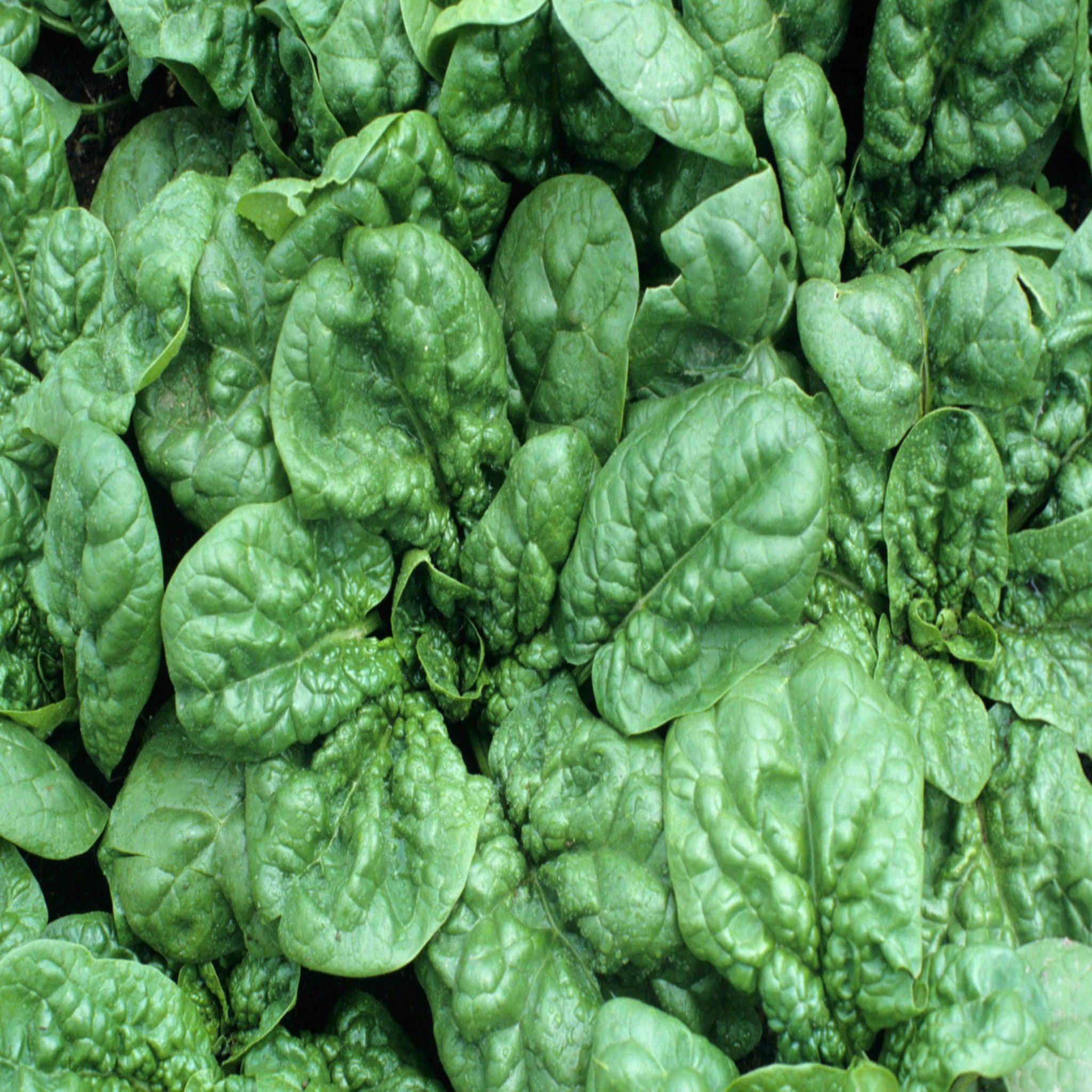 Bloomsdale Long Standing Spinach - Heirloom, Non-Gmo Seeds