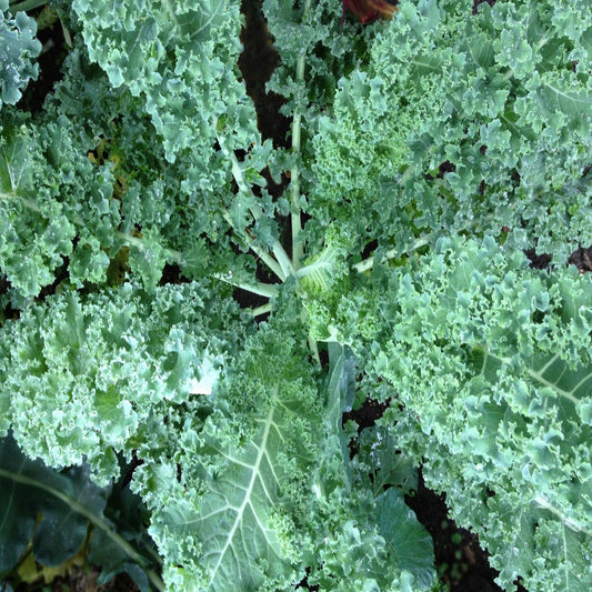 Blue Curled Scotch Kale - Heirloom, Non-GMO Seeds