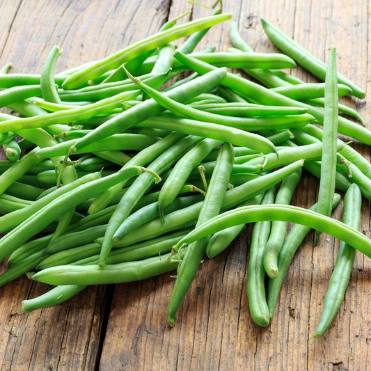 Blue Lake Organic Bush Beans- Heirloom, Non GMO Seeds
