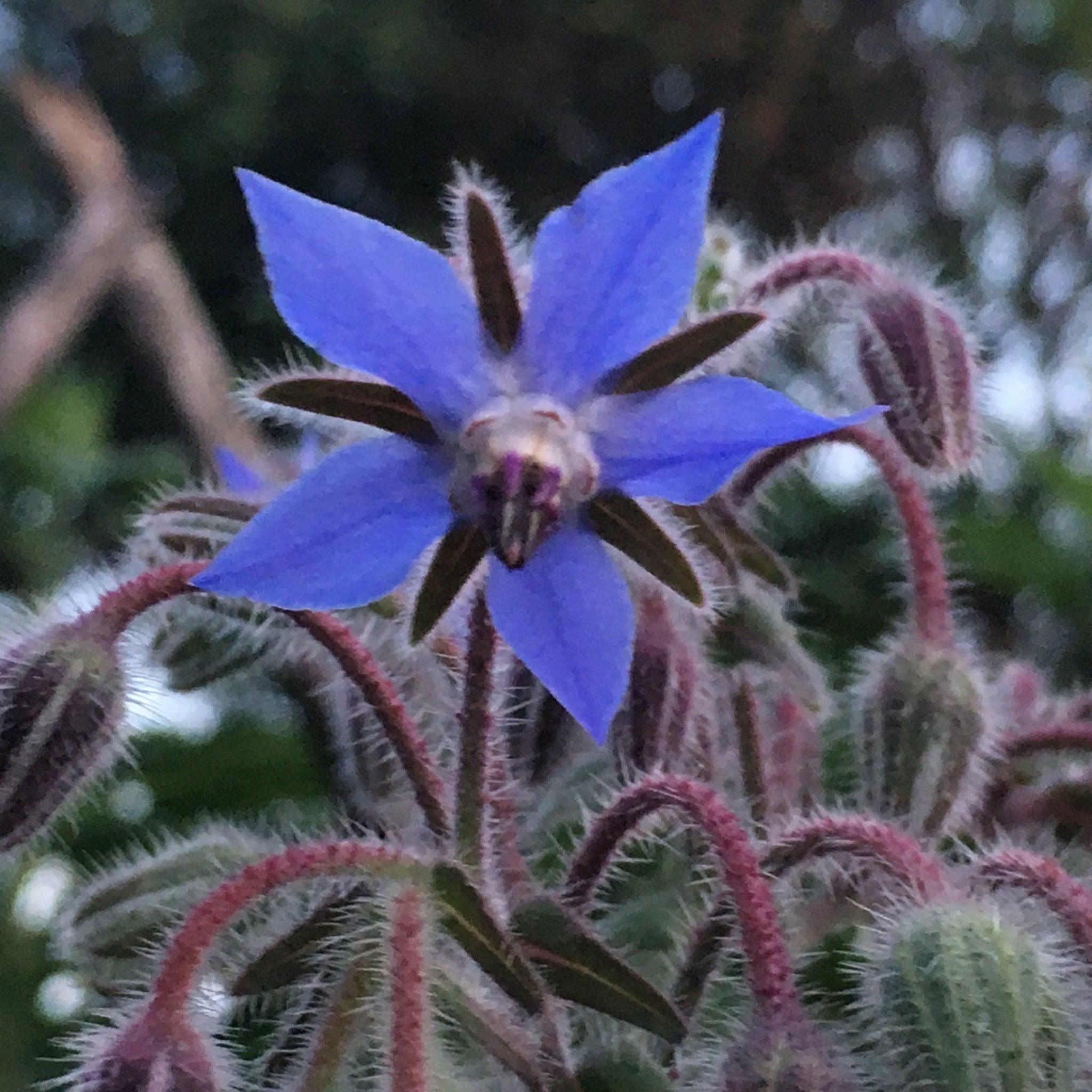 Borage- Heirloom, Non GMO Seeds