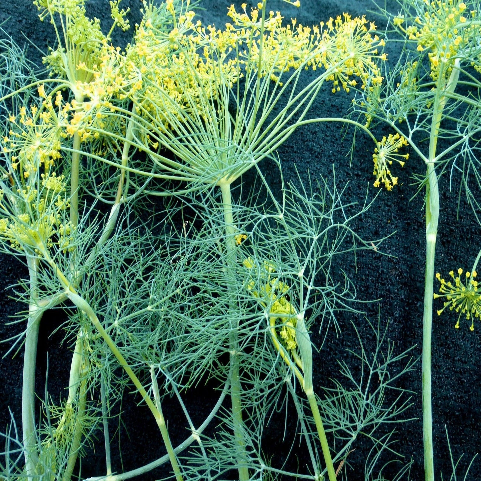 Bouquet Dill - Open Pollinated , Organic Seeds