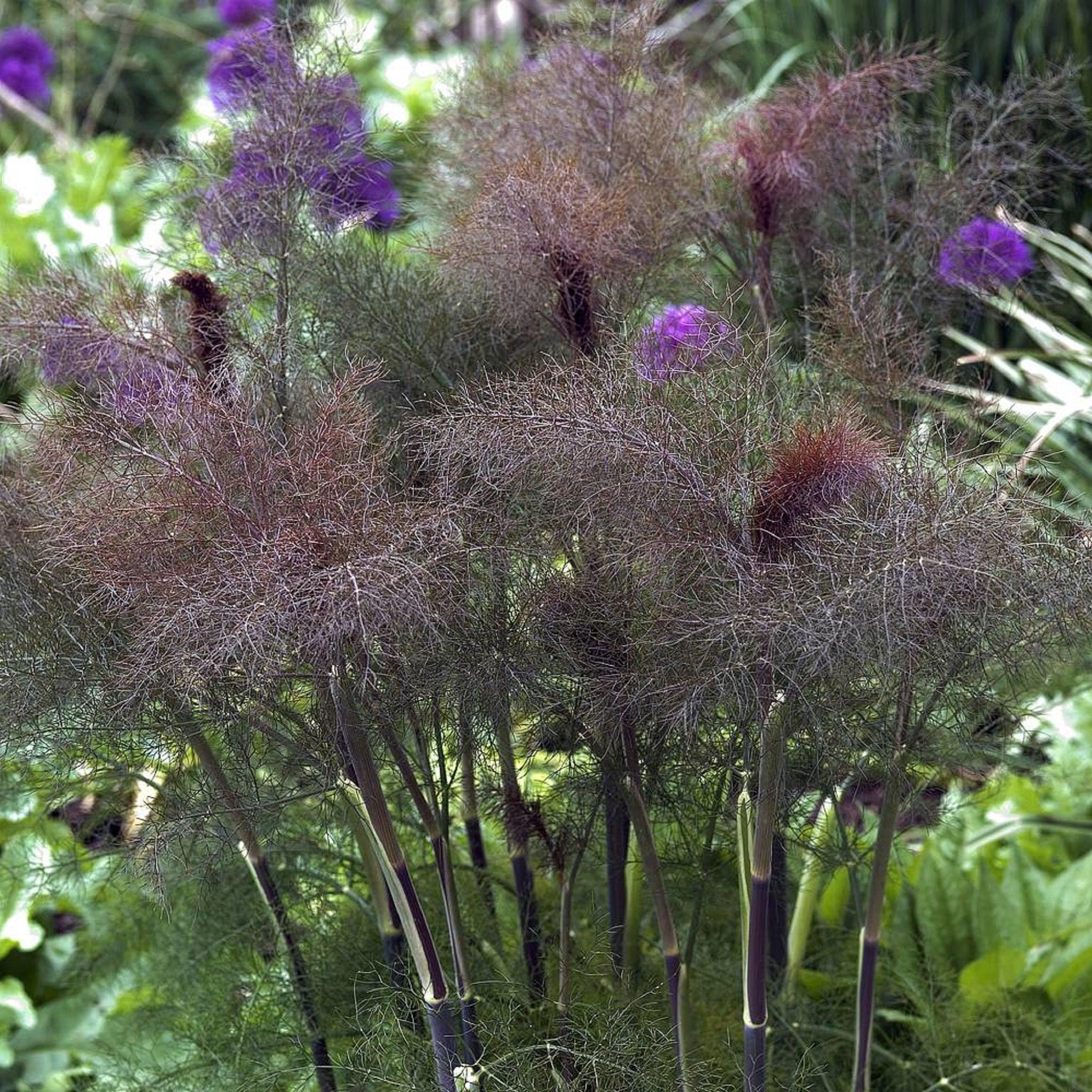 Bronze Fennel - Organic Perennial Seeds