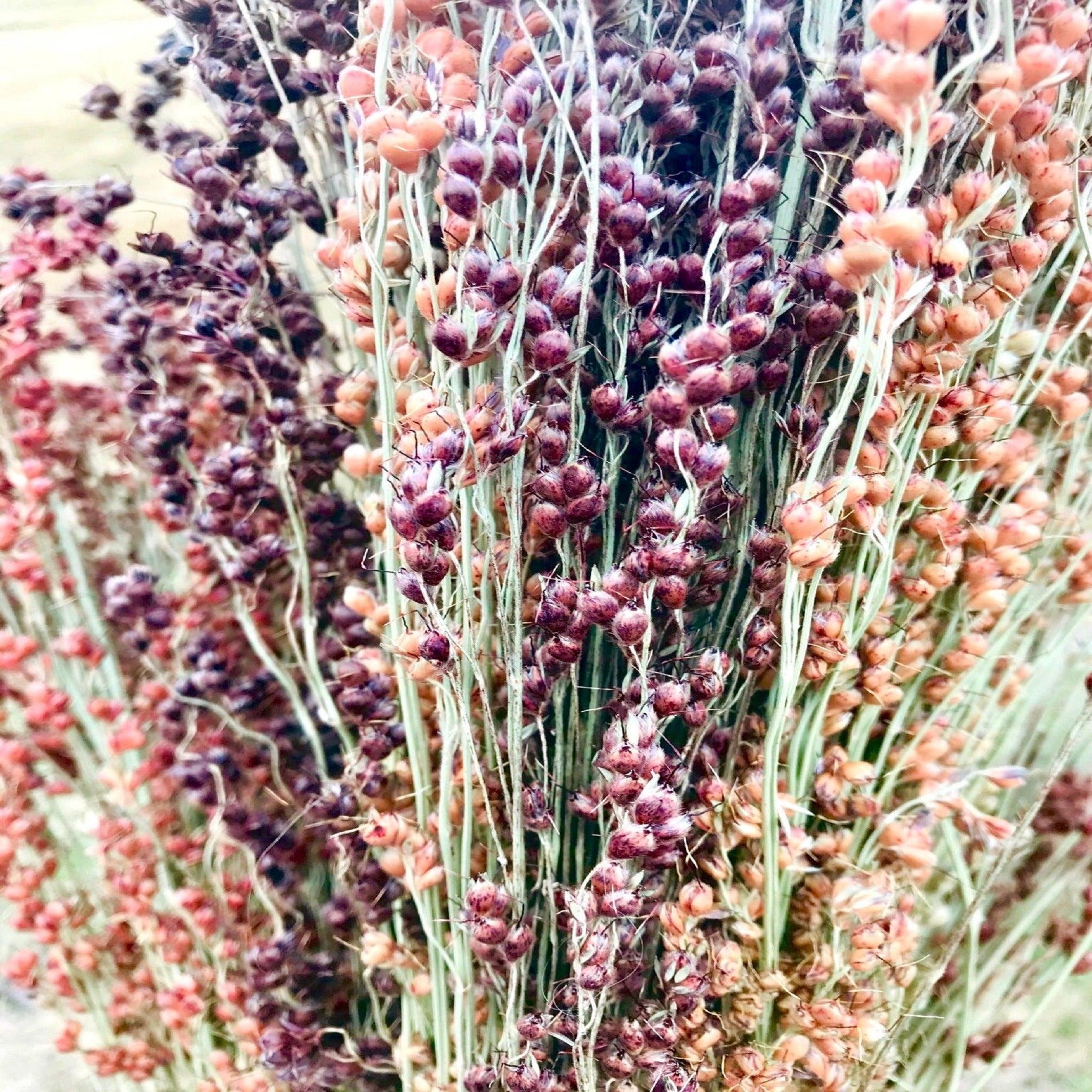 Amish Rainbow Broom Corn - Organic Seeds