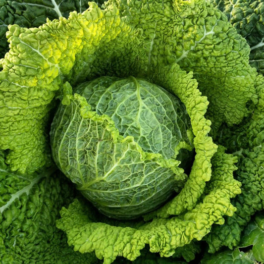 Savoy Chieftain Cabbage - Heirloom, Open Pollinated, Non-GMO Seeds