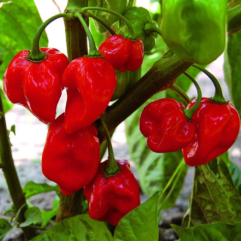 Caribbean Red Hot Pepper - Open Pollinated, Non-GMO Seeds