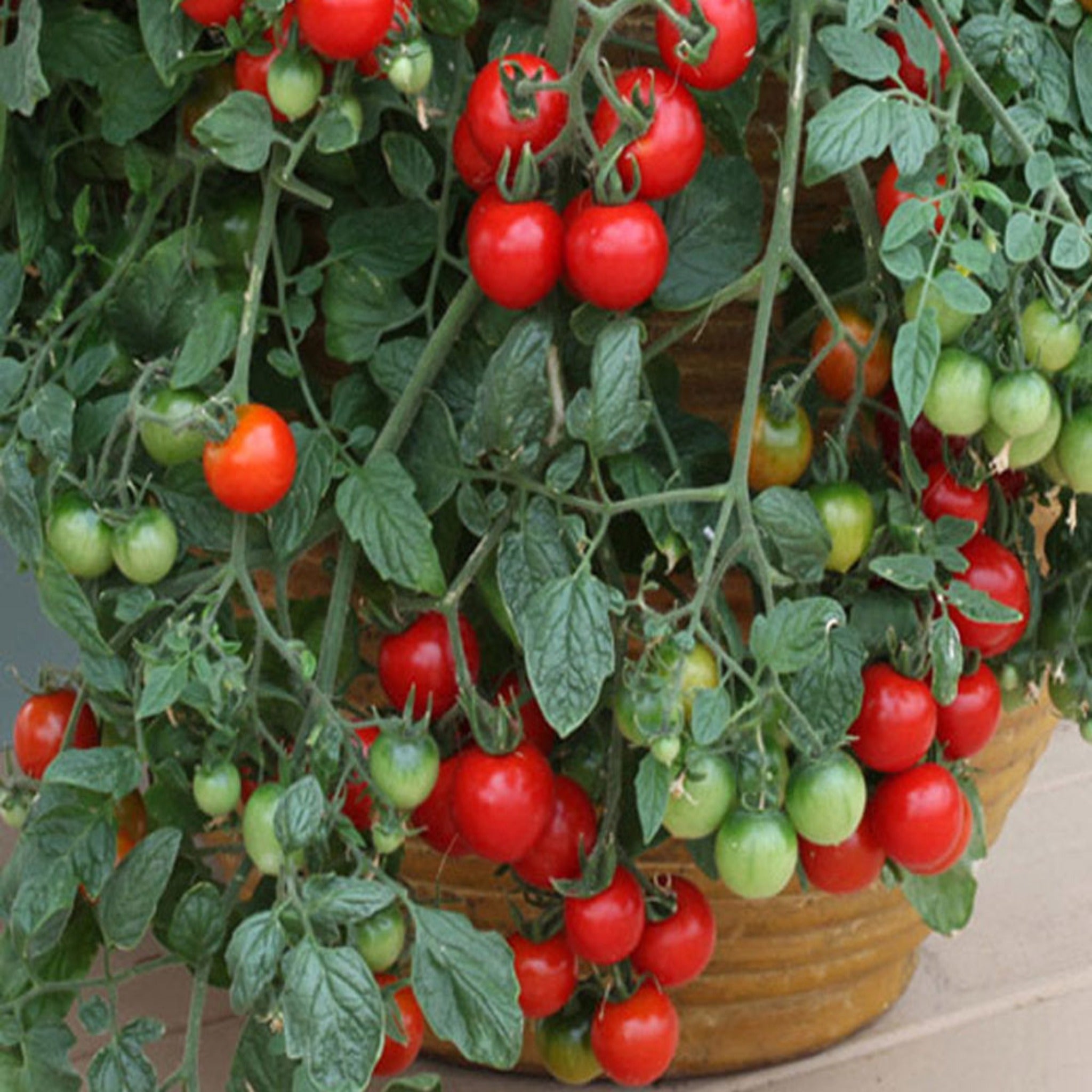 Cherry Falls Tomato - Organic Seed