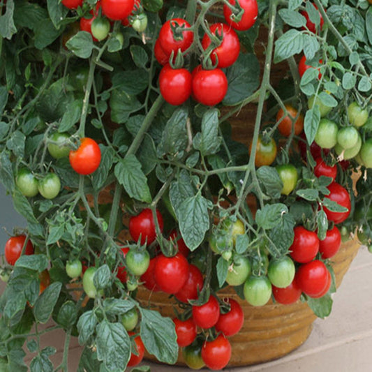 Cherry Falls Tomato - Organic Seed