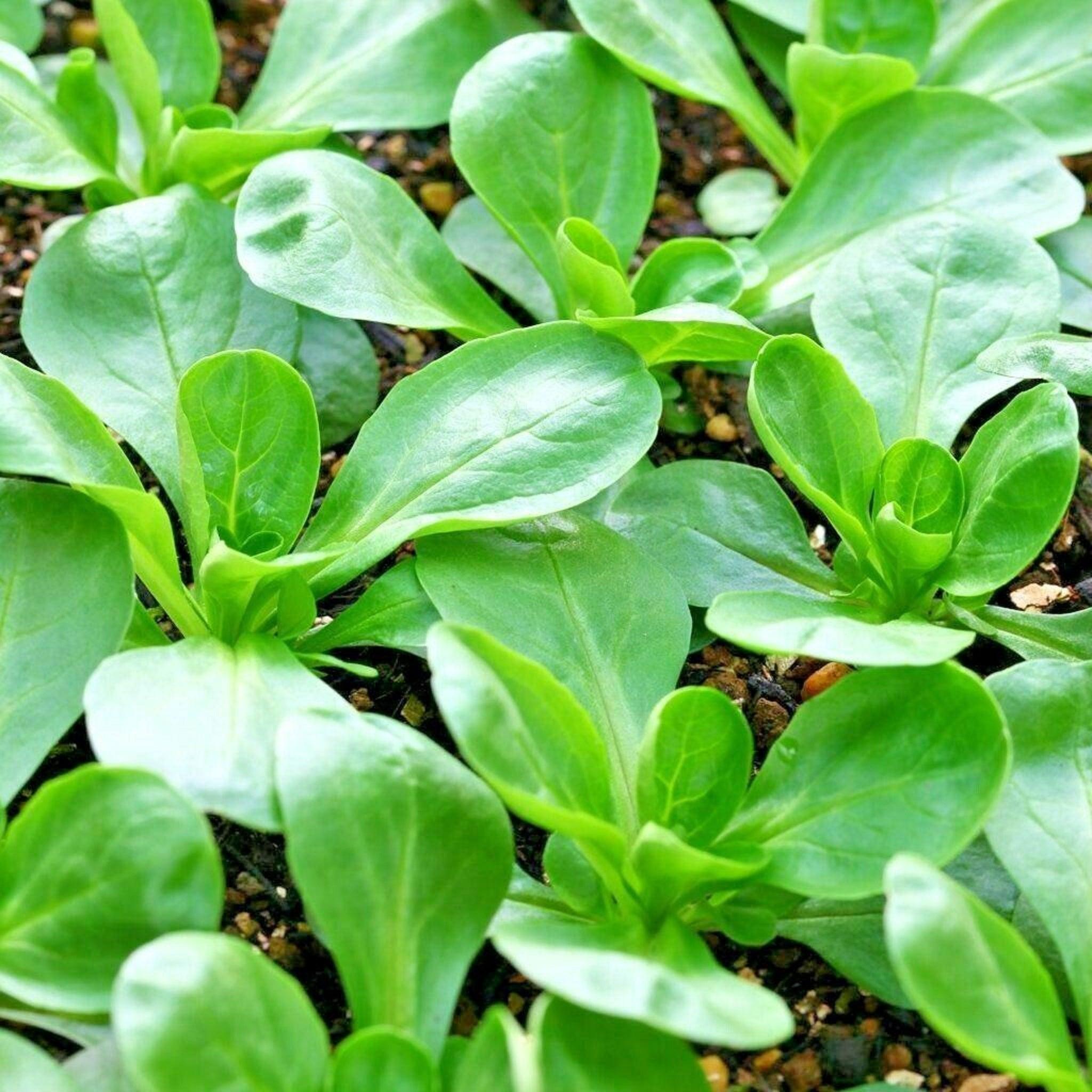 Vit Corn Salad- Organic Seeds