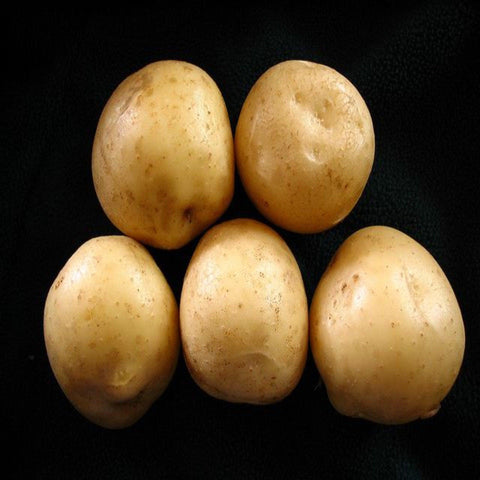 Dakota Pearl- Non-GMO White Heirloom Planting Potato