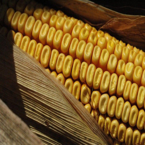 Nothstine Dent Corn - Open Pollinated, Organic Seed