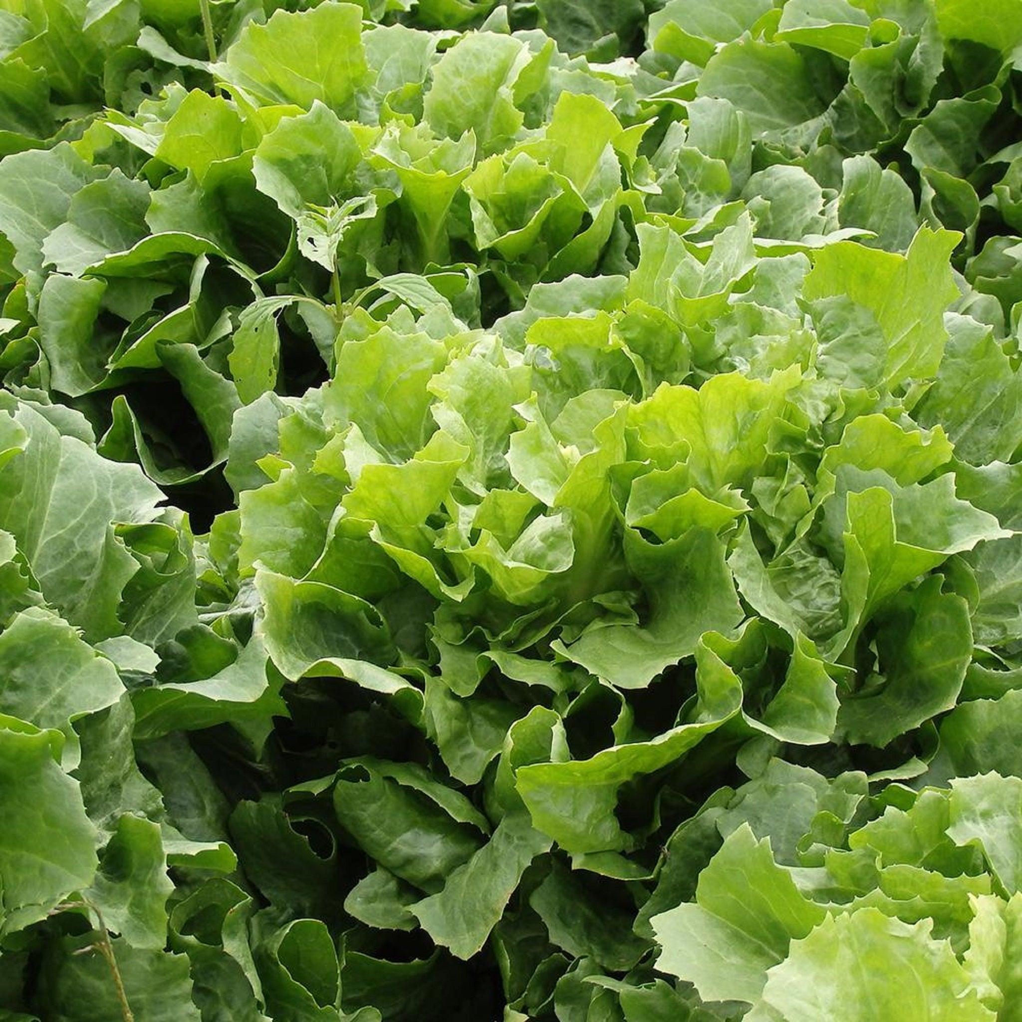 Batavian Number 5 Endive - Heirloom, Open Pollinated Seeds