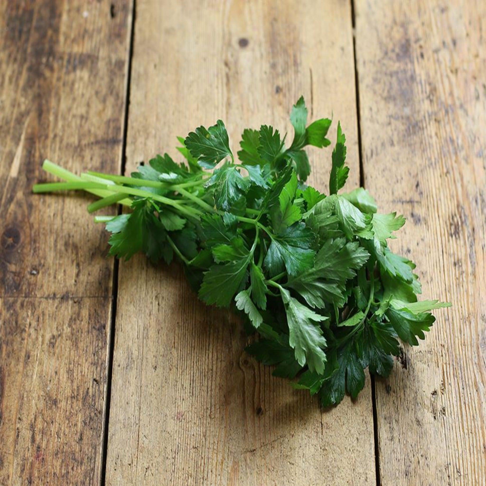 Italian Flat Leaf Parsley-Heirloom, Open Pollinated, Organic Seeds