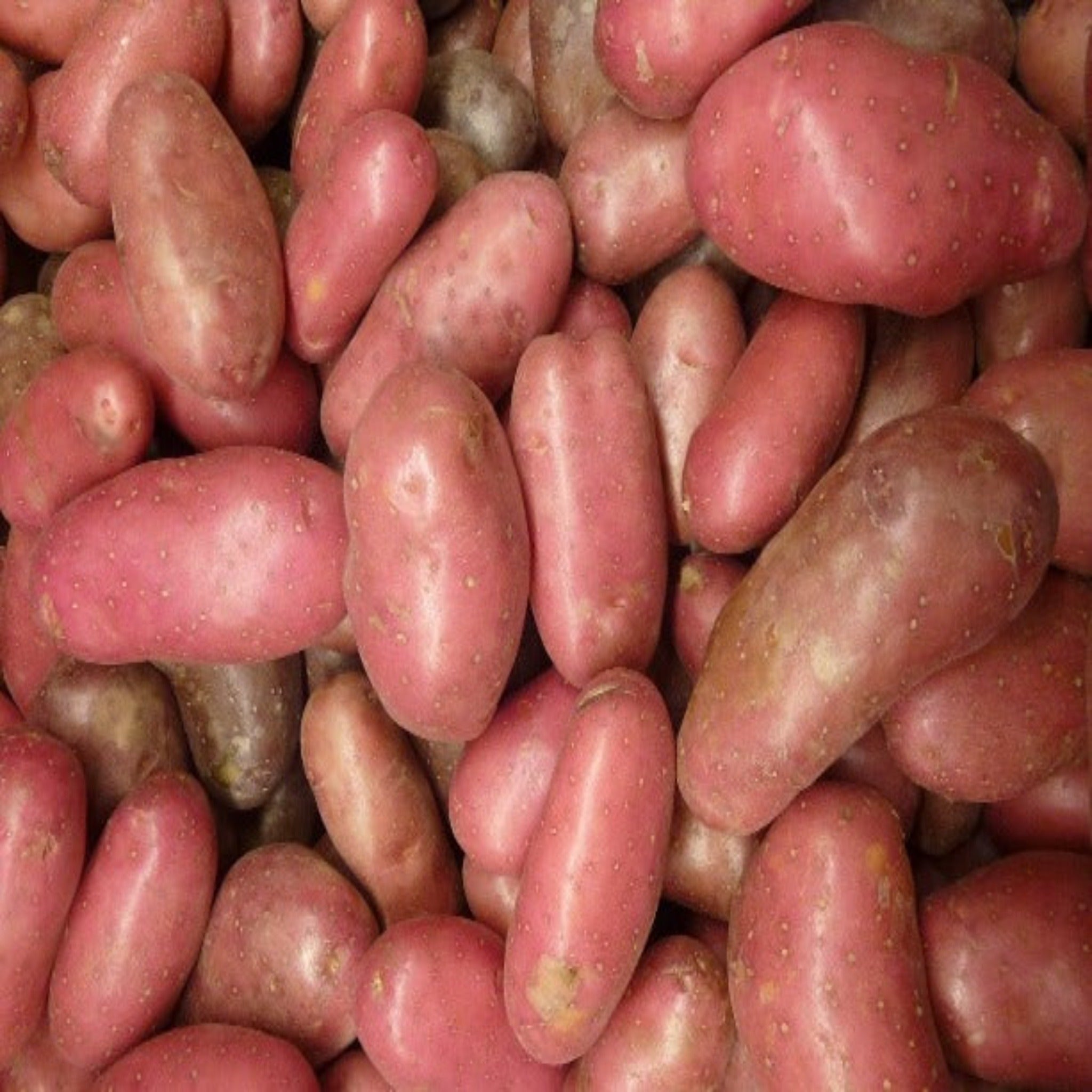 French Fingerling Potato Seed Ontario, Heirloom Seed Potatoes