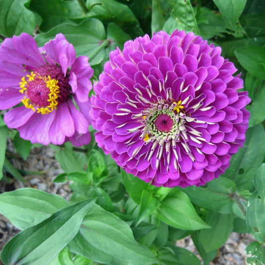 Benary's Giant Purple Zinnia-Open Pollinated Seed