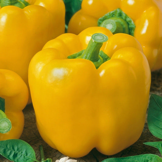 Golden Calwonder Peppers - Open Pollinated, Non GMO Seeds