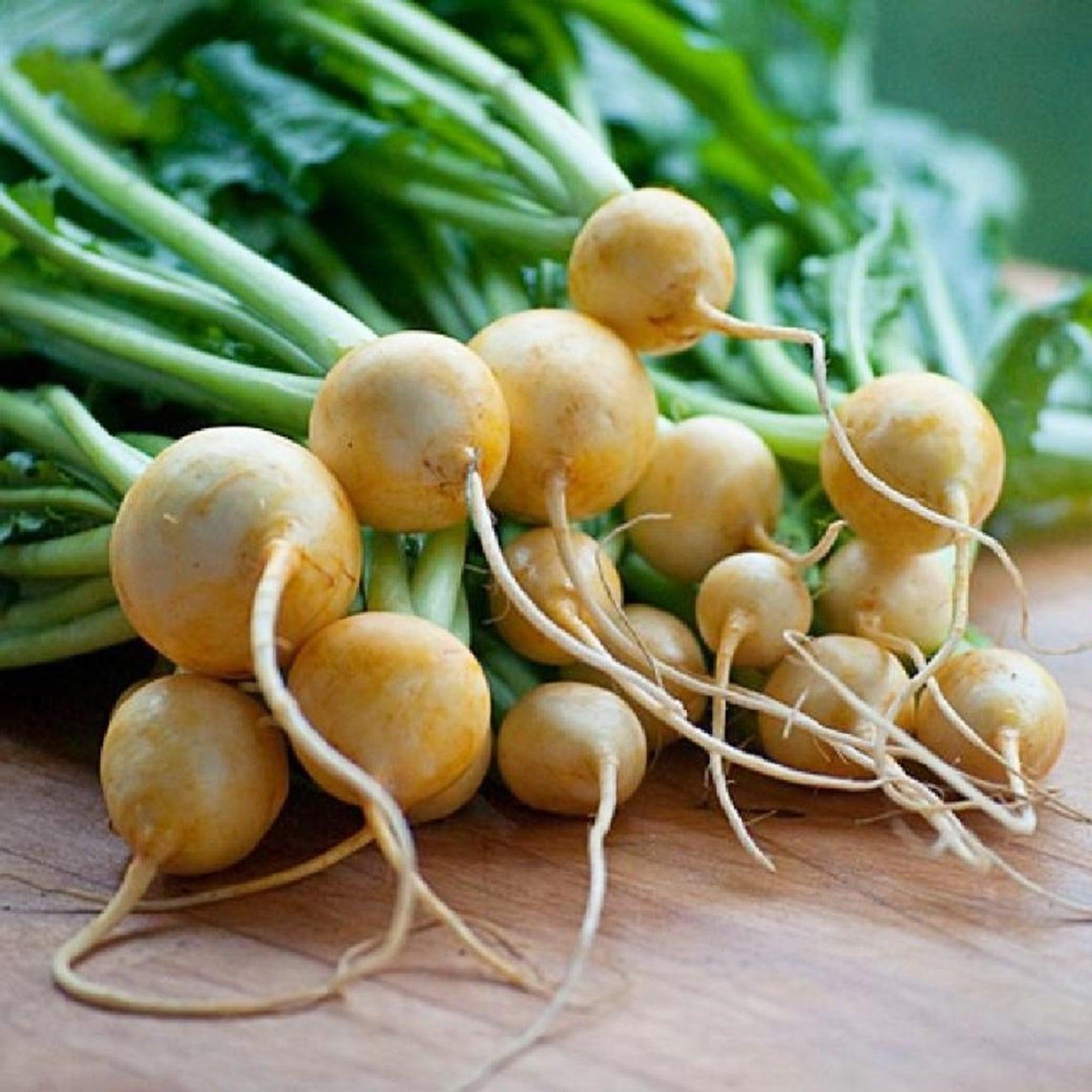Goldana Turnips- Heirloom Seeds
