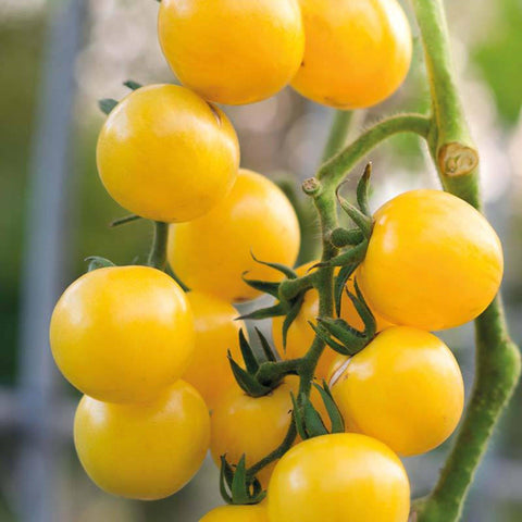 Gold Nugget Organic Tomato Seed - gardenalchemystore