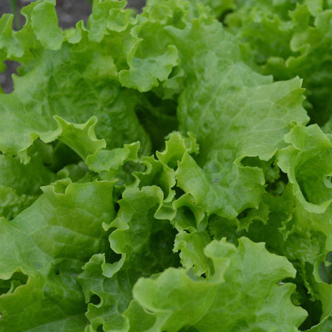 Grand Rapids Lettuce - Heirloom, Non-GMO Seeds