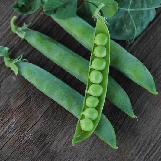 Green Arrow Peas -Heirloom Seeds