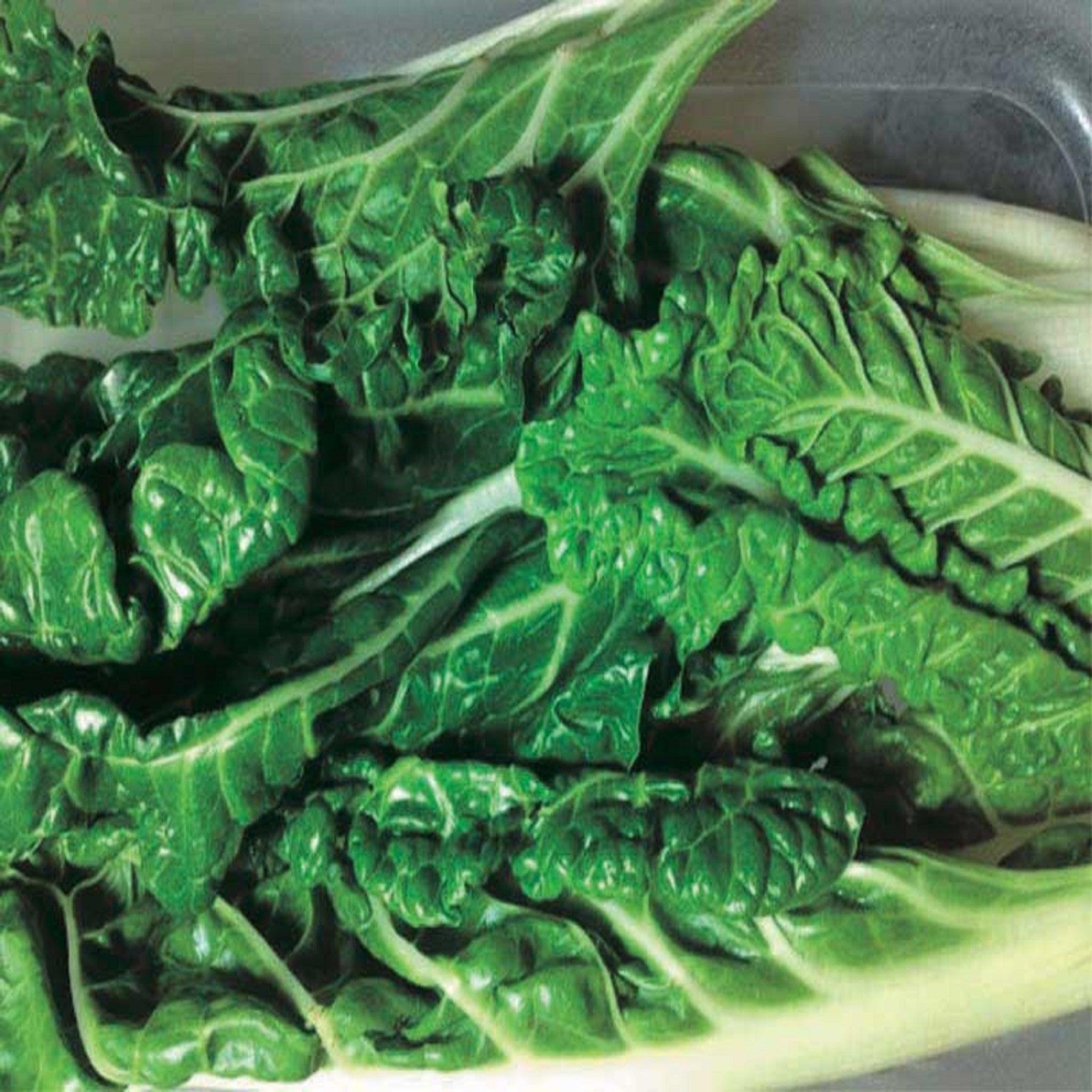 Green Perpetual Swiss Chard - Heirloom Seeds