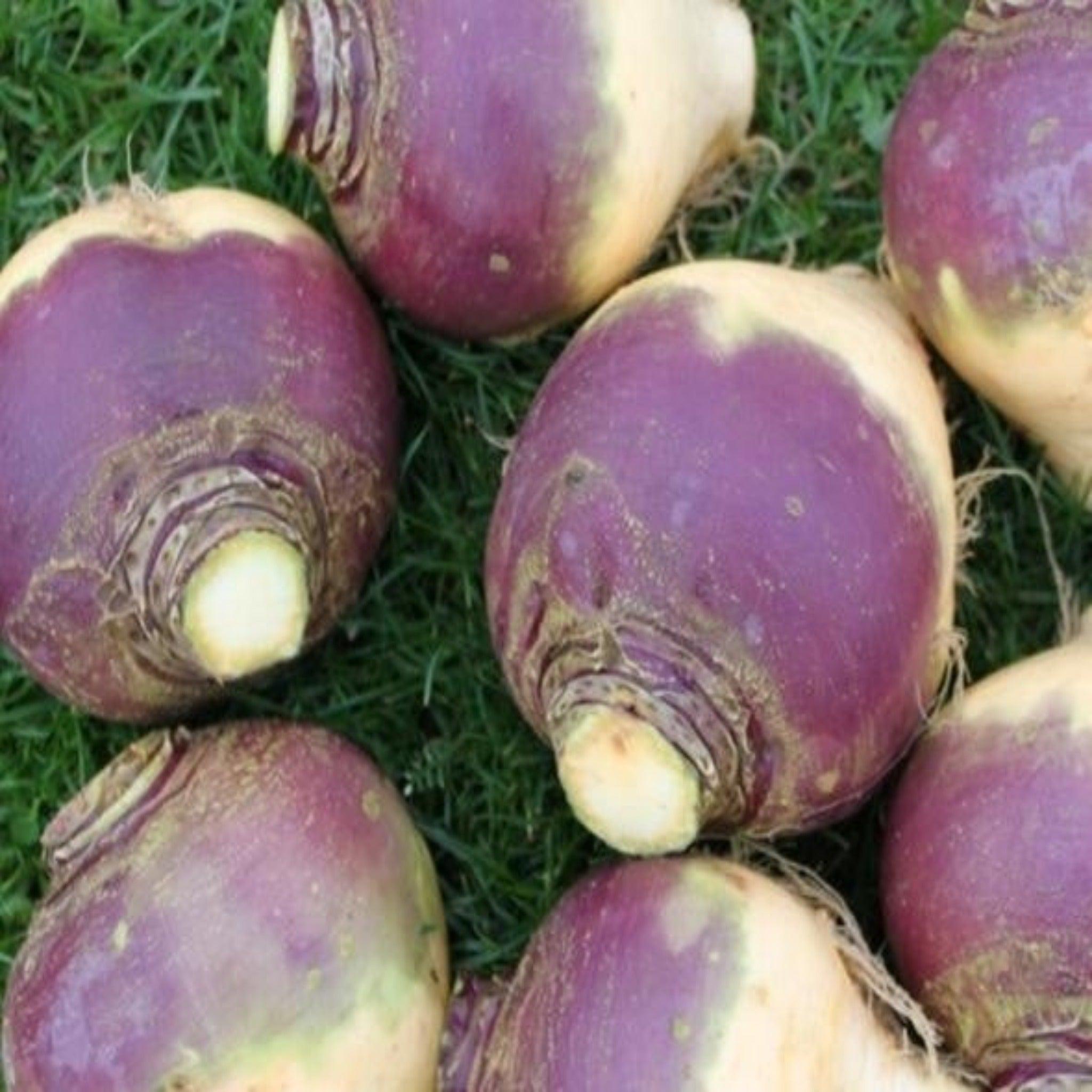 Helenor Rutabaga-Open Pollinated, Organic Seed
