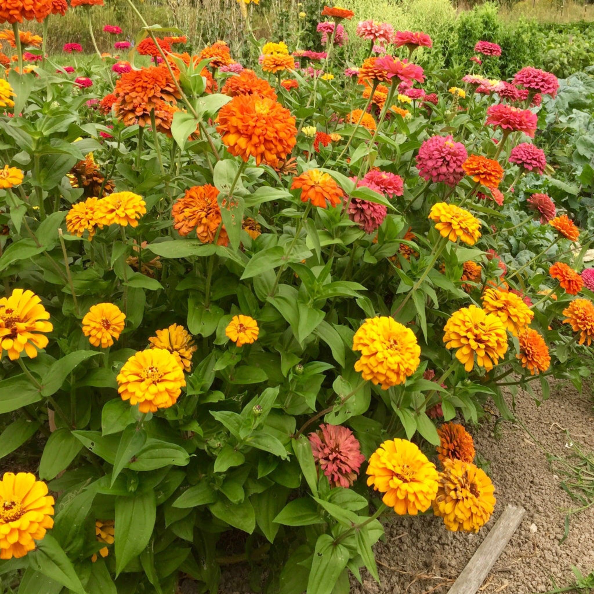 Jim Baggett's Choice Mix Zinnia- Open Pollinated, Organic Seed