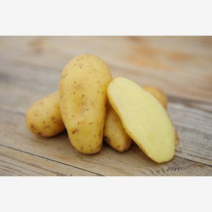 Linzer Delikatess (Bellanita) - Heirloom Planting Potato - Garden Alchemy Seeds and More