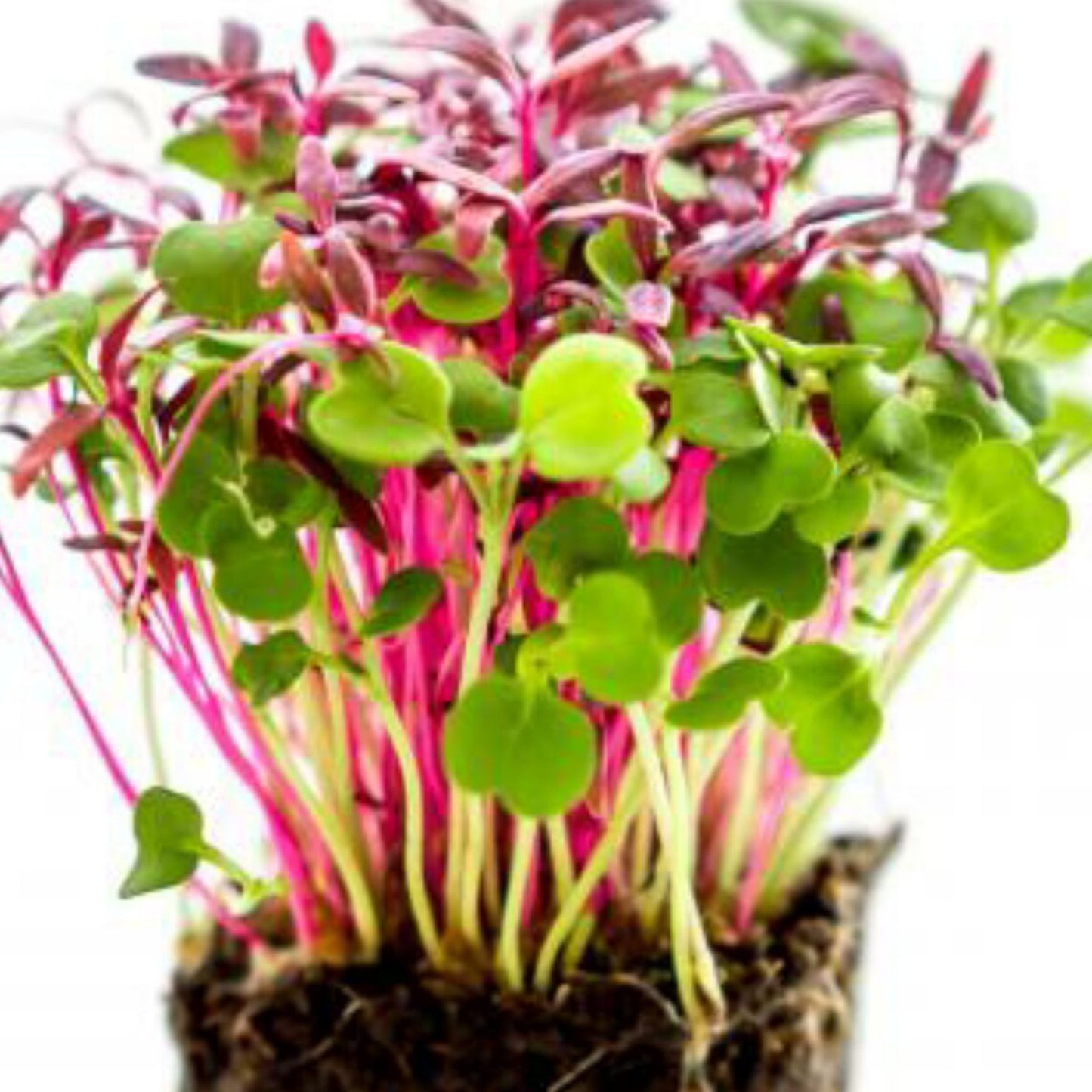 Micro Salad MIx-Organic Microgreen Seed