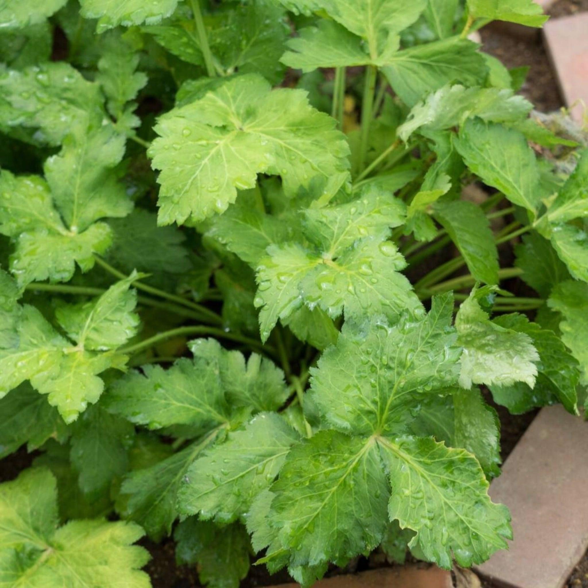 Mitsuba Oriental Greens- Heirloom, Non GMO Seeds