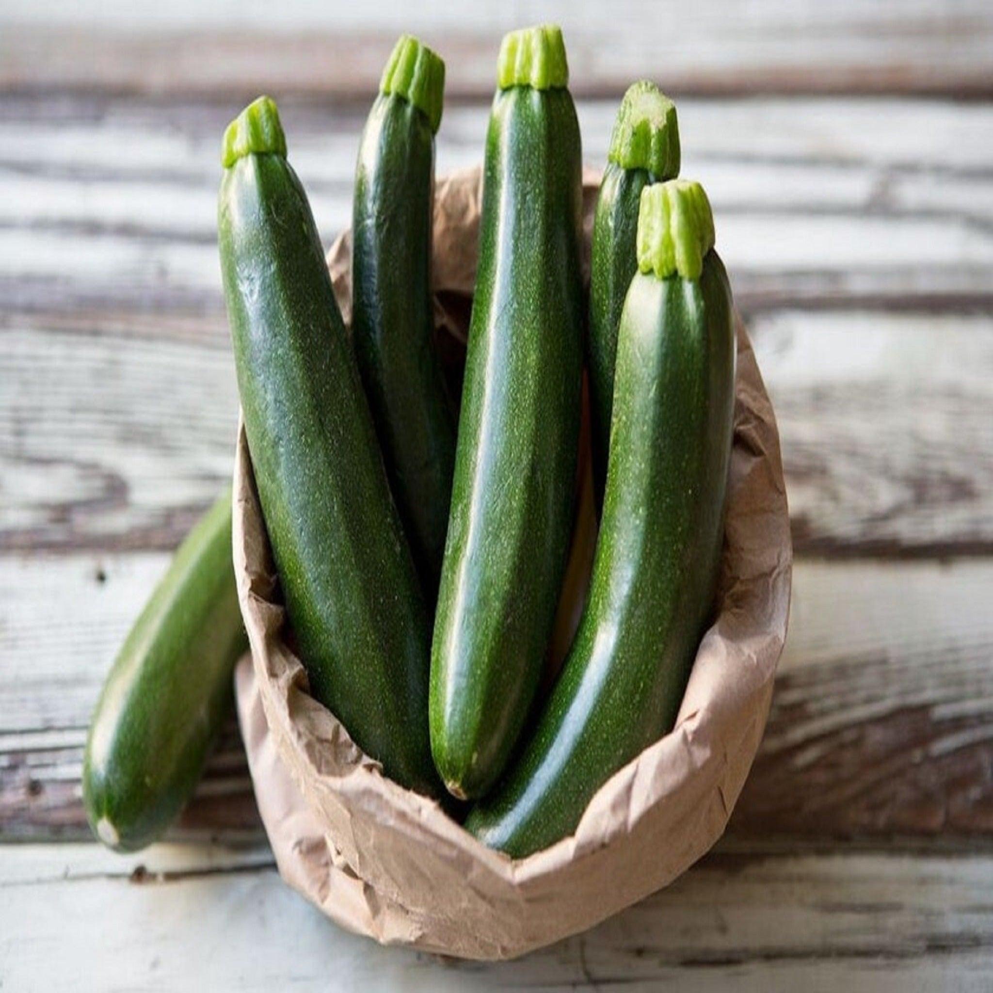 Noche F1 Zucchini - Hybrid Seeds