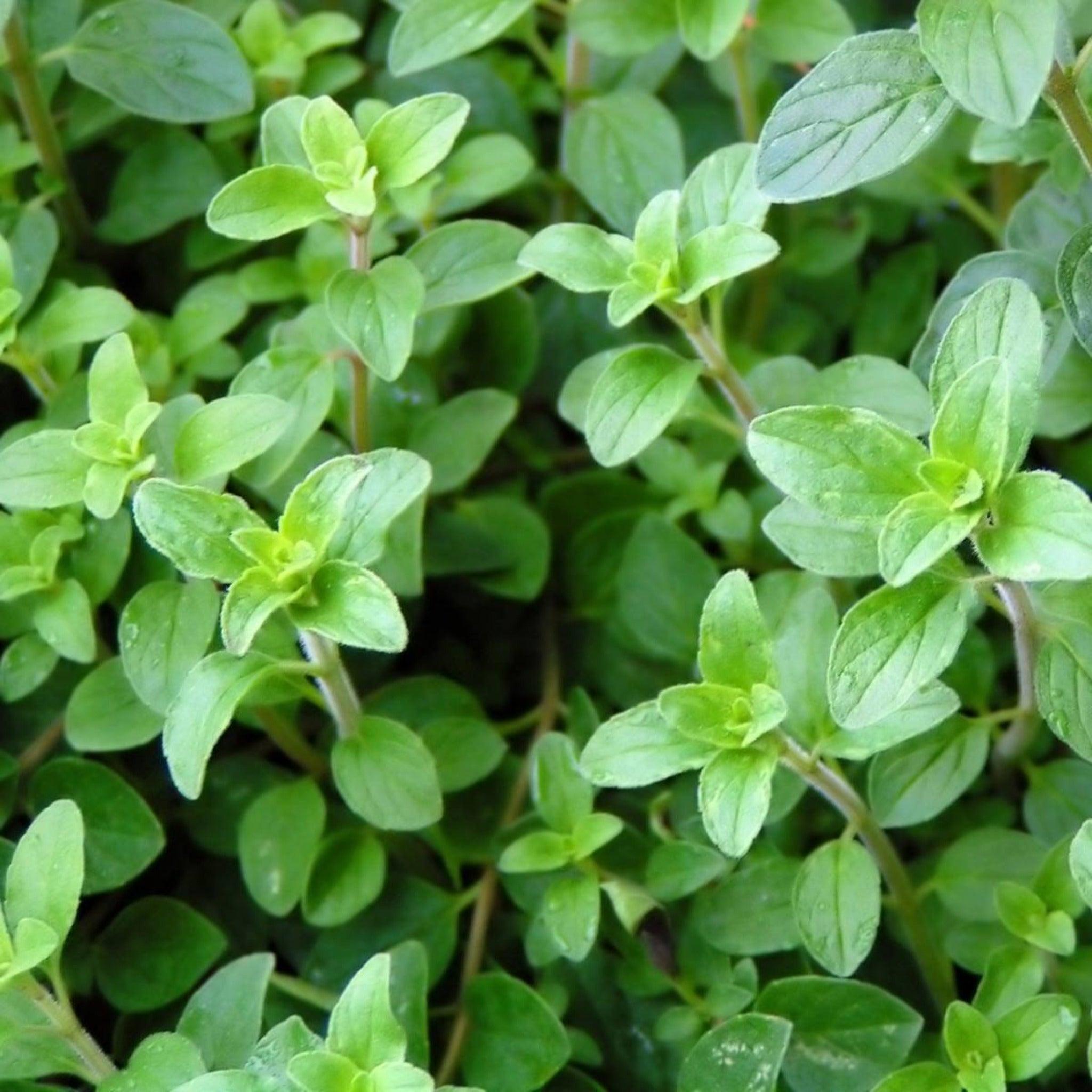 Oregano - Organic, Heirloom, Non-Gmo Seeds