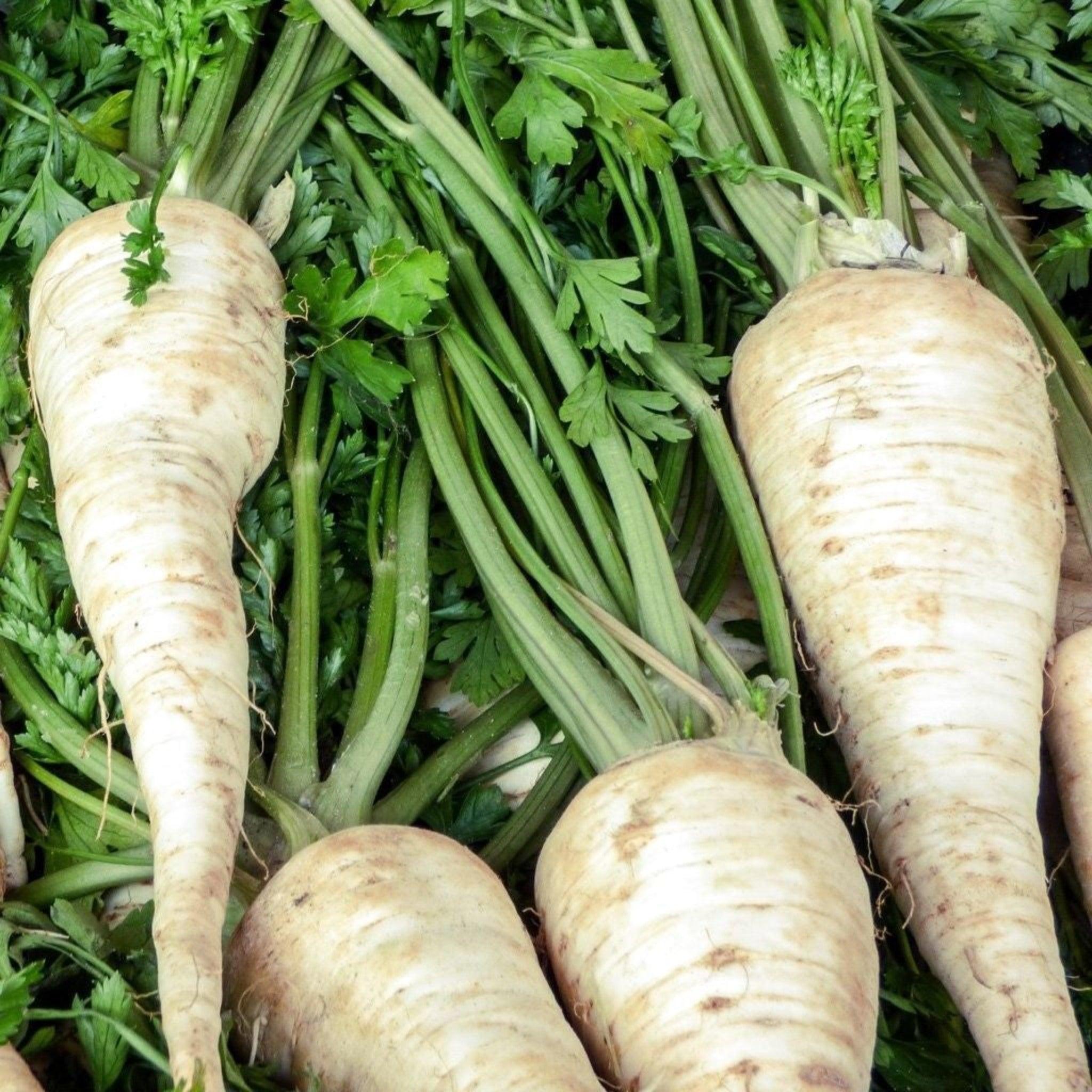 Hollow Crown Improved Parsnip - Heirloom, Open Pollinated, Non GMO Seeds - Garden Alchemy Seeds and More