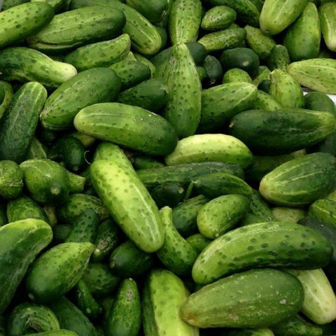 Organic non-gmo pickling cucumber