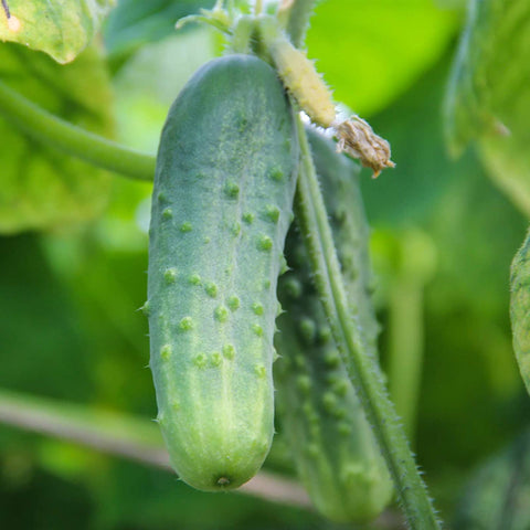 Organic non-gmo pickling cucumber, sweet gherkin type
