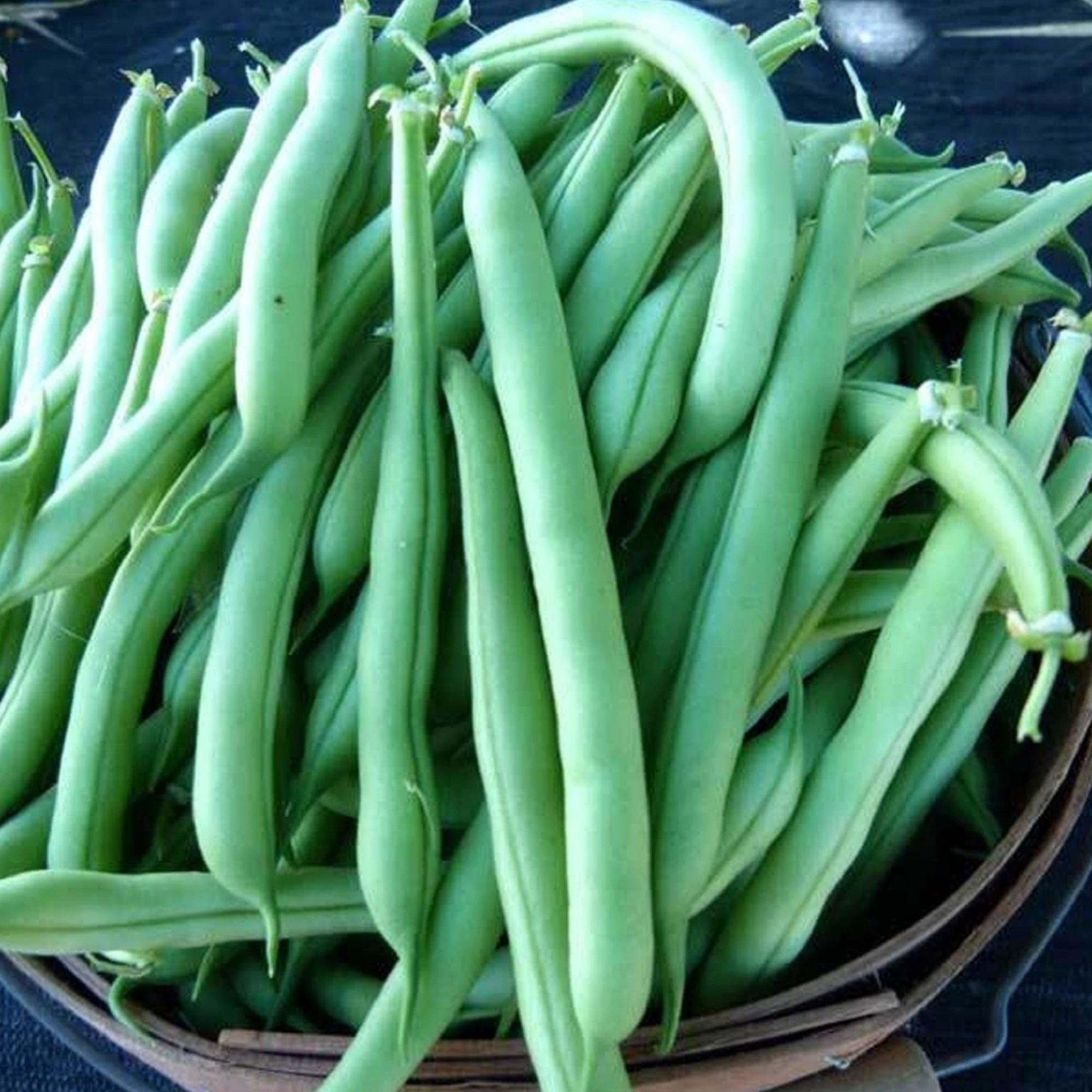 Provider Bush Beans- Organic Seeds – Garden Alchemy Seeds and More