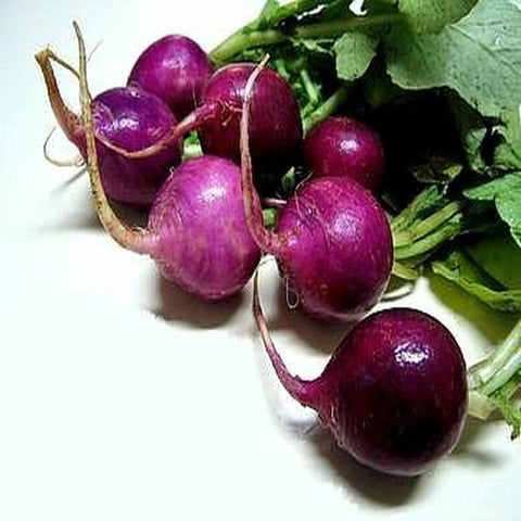 Purple Plum Radish- Heirloom, Non Gmo Seeds