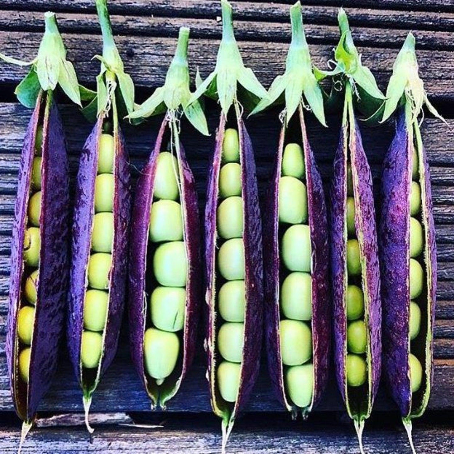 Royal Snap Peas - Open Pollinated, Non-GMO Seeds