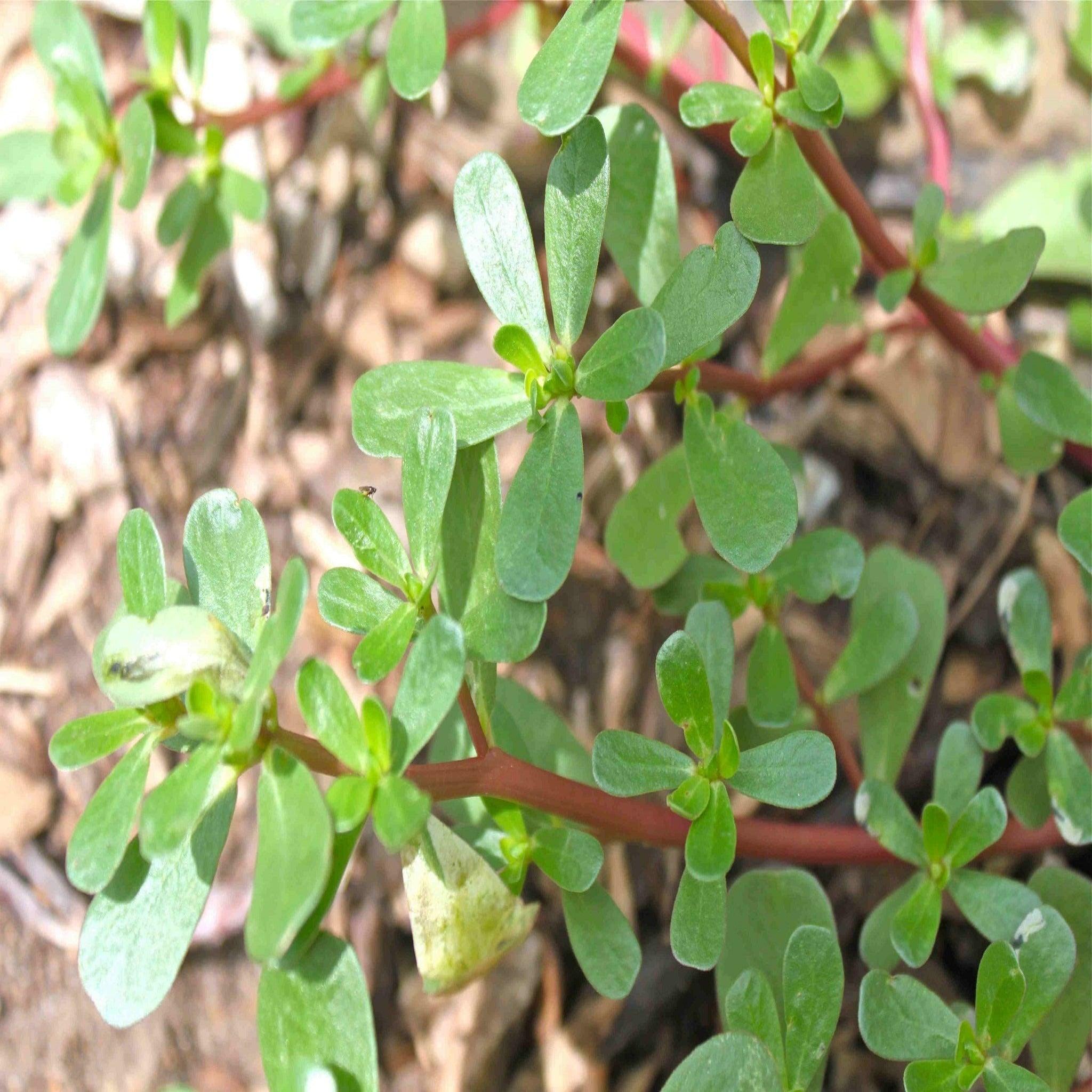 Green Purslane- Heirloom Seeds – Garden Alchemy Seeds and More