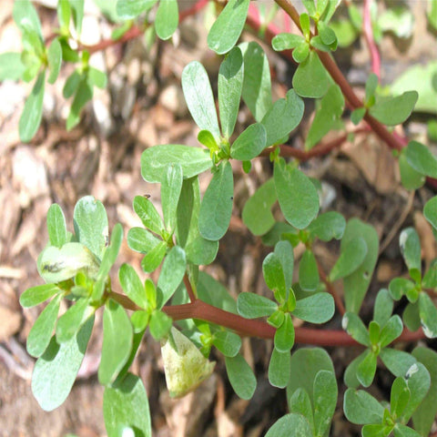 Green Purslane- Heirloom Seeds