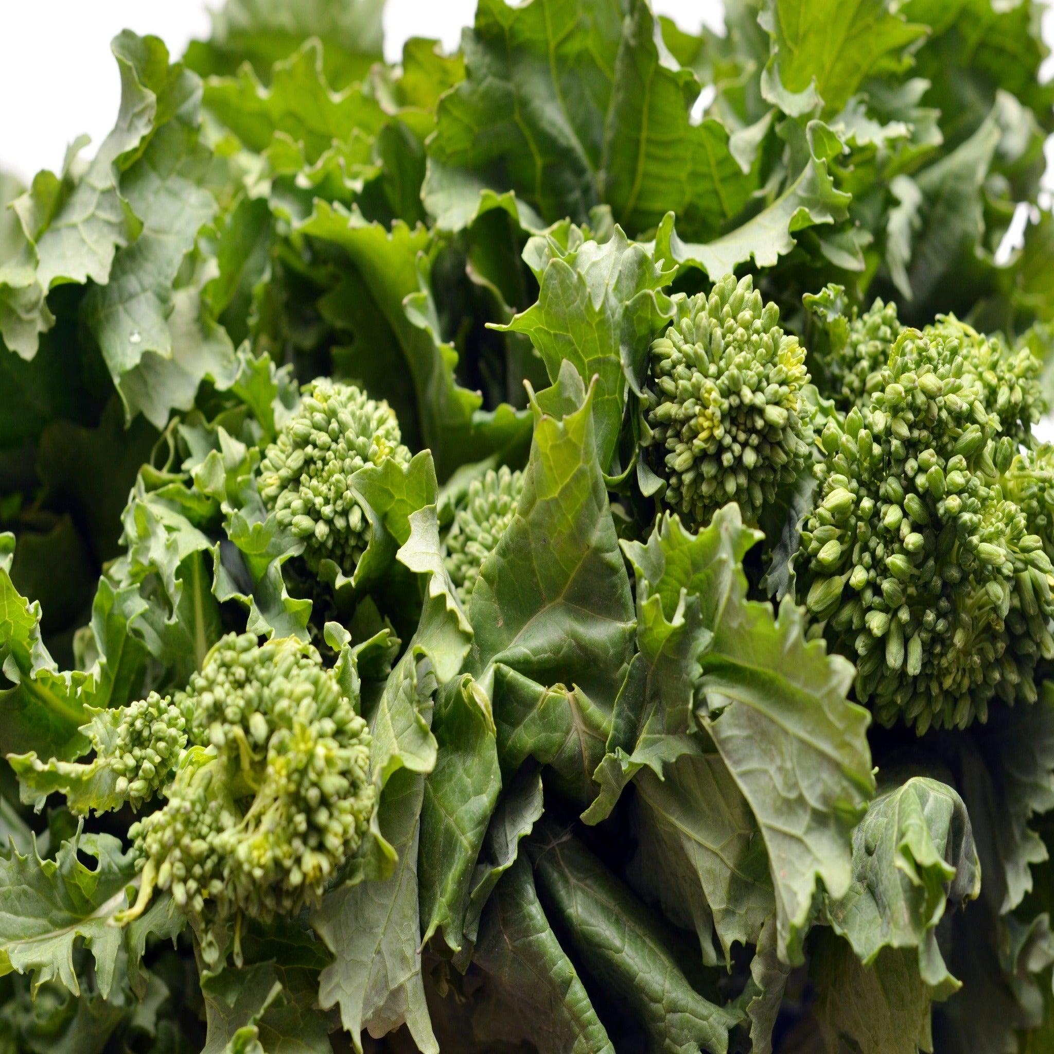 Rapini or Spring Raab Broccoli - Heirloom, Non Gmo Seeds – Garden ...