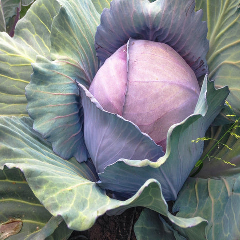 Red Express Cabbage- Open Pollinated, Non Gmo Seeds