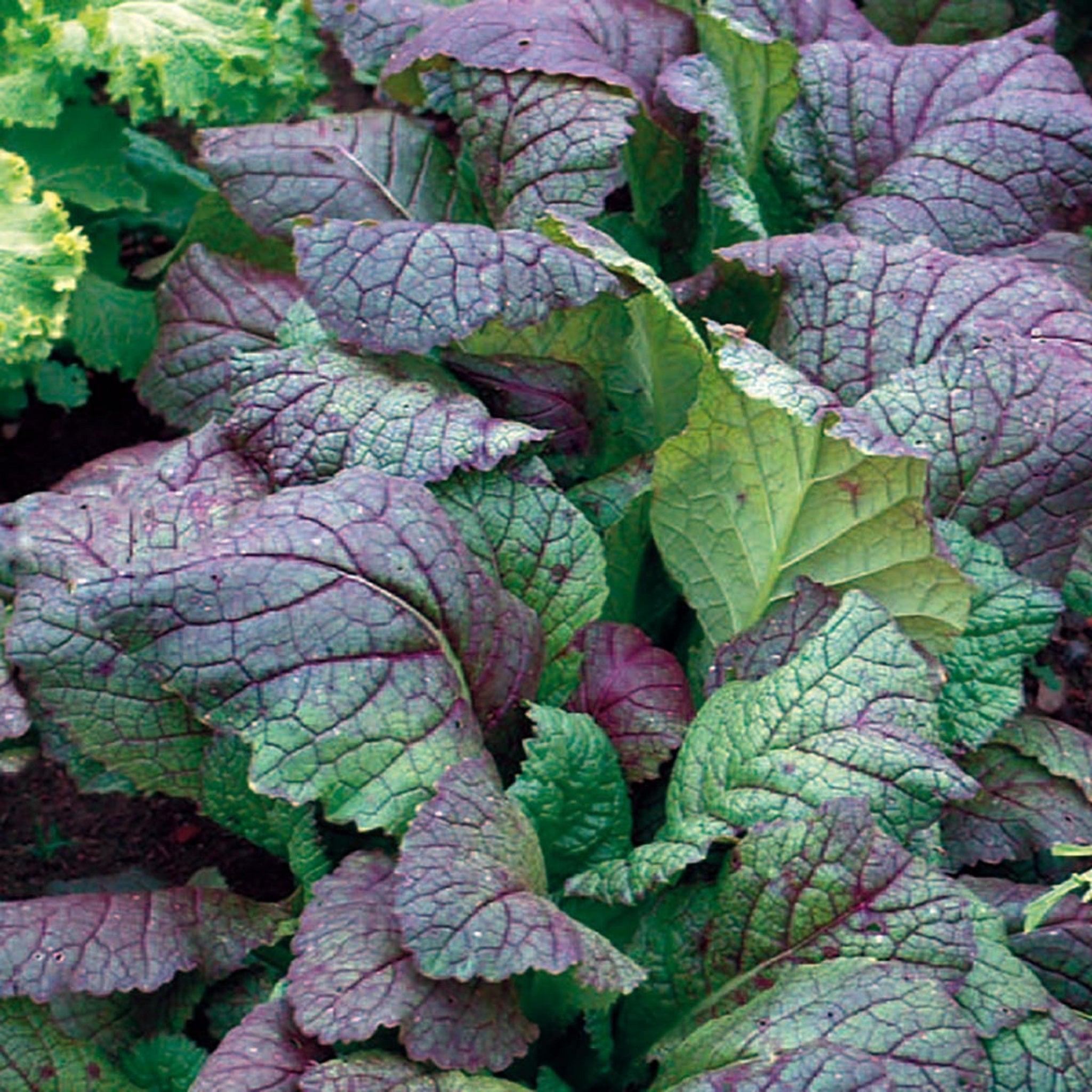 Red Giant Mustard- Heirloom Greens Seeds – Garden Alchemy Seeds and More