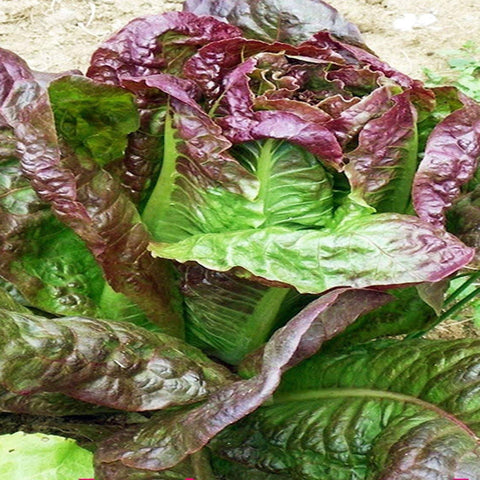Red Romaine Lettuce- Non-Gmo, Open Pollinated Seed