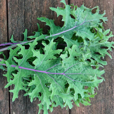 Red Russian Kale - Organic, Heirloom, Non-Gmo Seeds