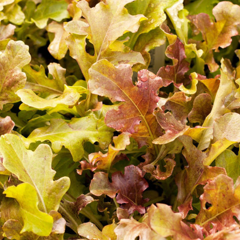 Red Salad Bowl Lettuce - Open Pollinated, Non-GMO Seeds