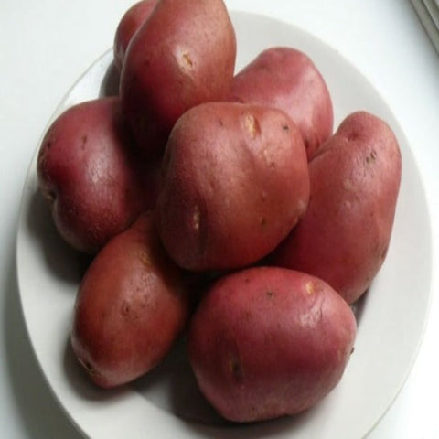 Roko Seed Potatoes