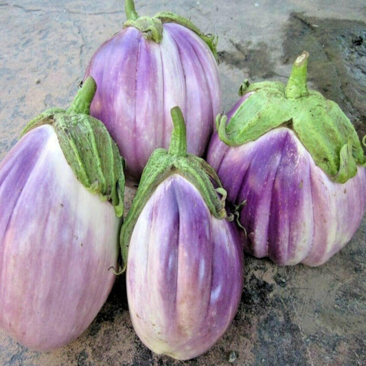 Rosa Bianca Eggplant- Open Pollinated, Organic Seed